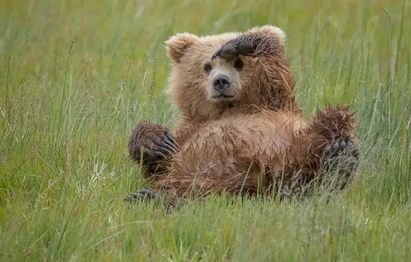 Медведь, жест, Кто здесь?