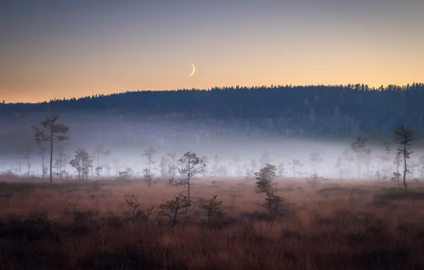 Картинка поле, ночь, туман, луна