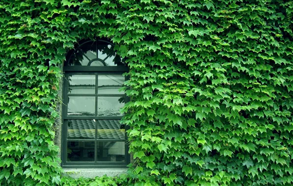 Картинка green, glass, wall, pattern, window