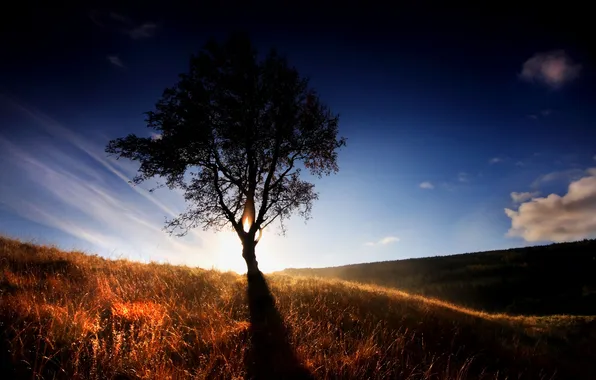 Картинка трава, свет, дерево