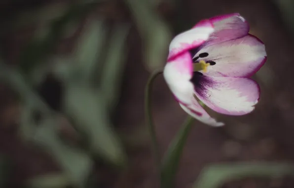 Картинка цветок, тюльпан, лепестки