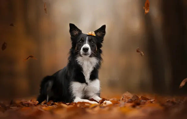 Картинка осень, листья, листва, собака, боке, Бордер-колли