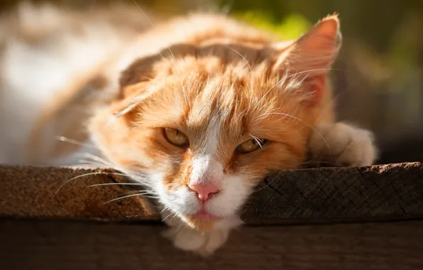 Кошка, кот, взгляд, морда, свет, природа, отдых, доски