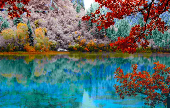 Картинка осень, лес, листья, деревья, озеро, багрянец