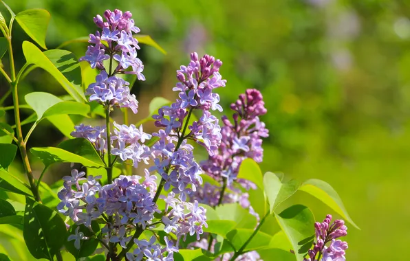 Flower, spring, lilac
