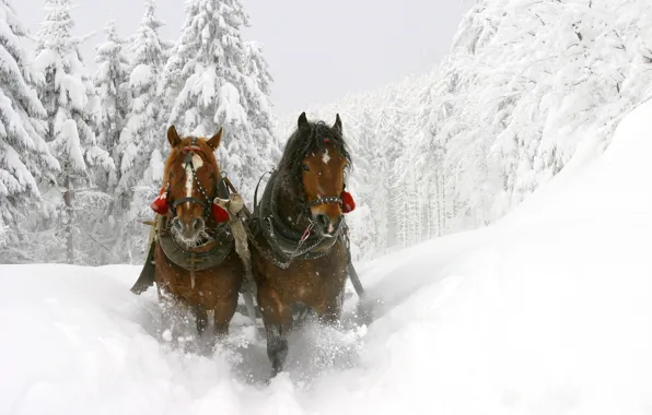 Зима, снег, кони, лошади, скакуны