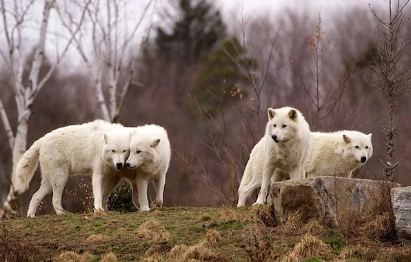 Картинка nature, predator, animal, wolf, wildlife, portrait, portrait., Canis lupus. face