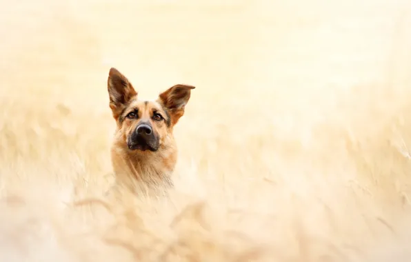 Взгляд, друг, собака