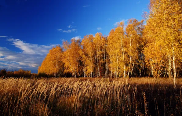 Картинка Природа, Осень, Деревья, Nature, Fall, Autumn, October, Trees