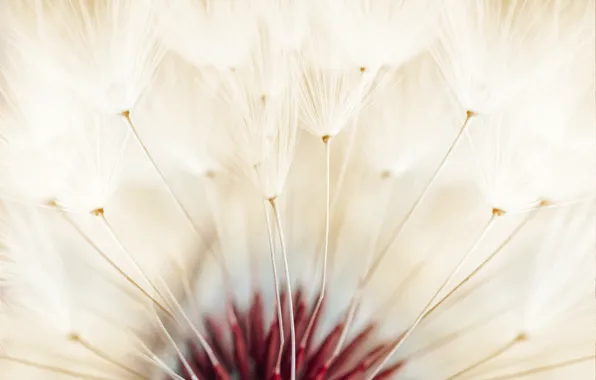Garden, dandelion seed, dandelion flowers