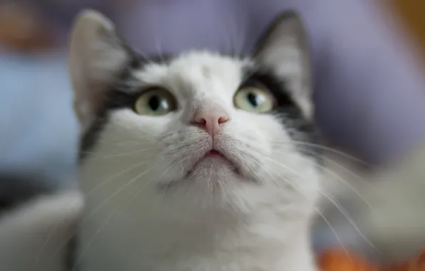 Картинка кошка, глаза, кот, усы, мордочка