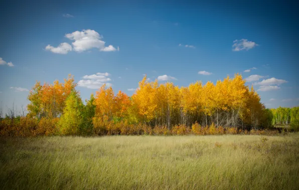 Небо, Осень, Лес, Поляна