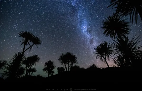 Картинка небо, звезды, ночь, пальмы, метеор, photographer, Mark Gee
