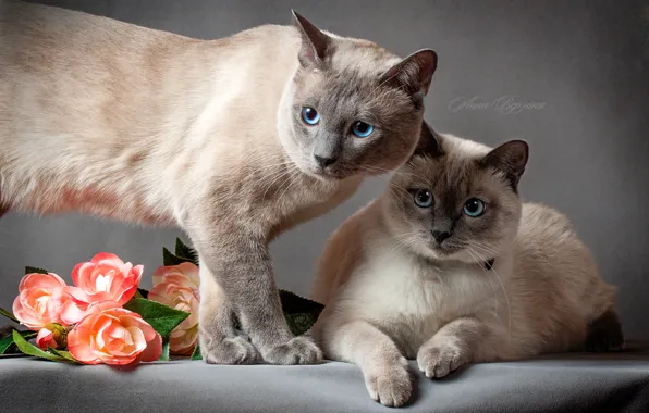 Картинка кошка, глаза, кот, серый фон, тайский кот, тайская кошка