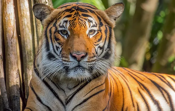 Взгляд, тигр, портрет, хищник, большой кот, Зоопарк Палм-Бич - Южная Флорида