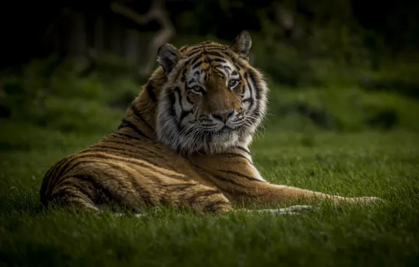 Картинка трава, тигр, сила