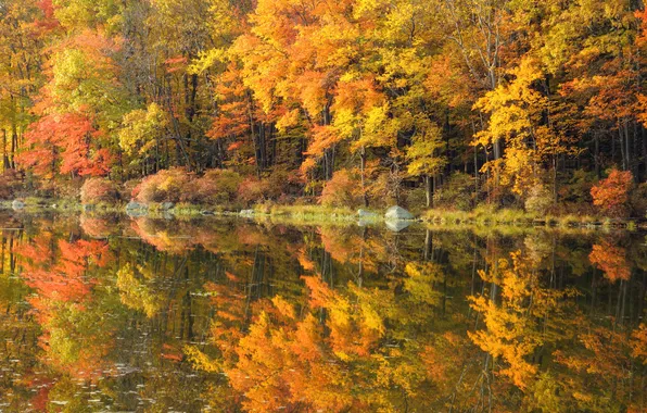 Картинка осень, природа, река, золото, зеркало