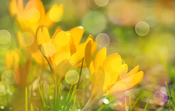 Flower, crocus, blooming