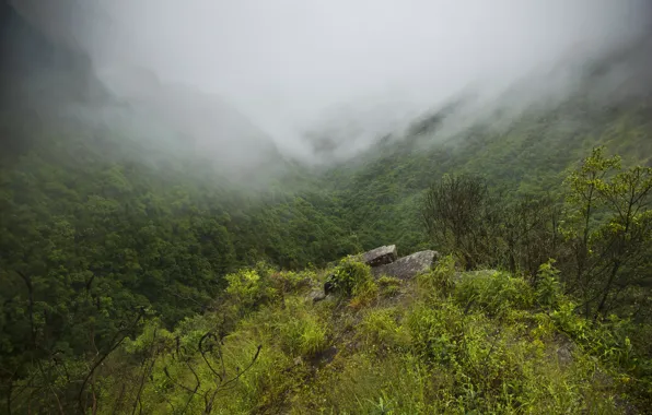 Картинка лес, горы, туман, ущелье