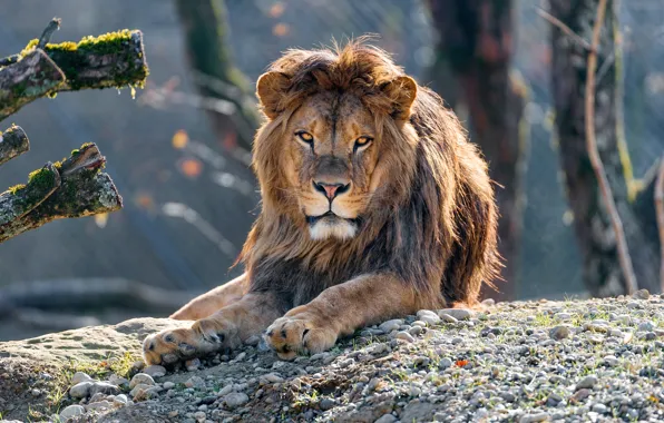 Глаза, взгляд, морда, свет, деревья, ветки, природа, поза