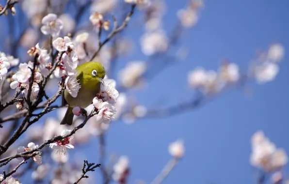 Картинка дерево, птица, весна