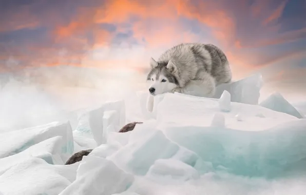 Картинка зима, собака, льдины, Хаски, Светлана Писарева