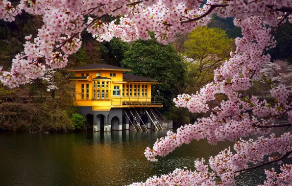 Картинка ветки, озеро, дом, цвет, весна, Япония, сакура, Апрель