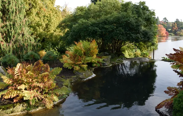 Картинка осень, озеро, Англия, autumn, lake, England, Sheffield park, Парк Шеффилд