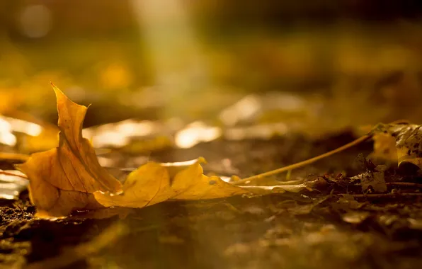 Картинка осень, макро, природа, лист