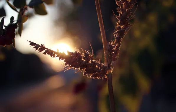 Картинка солнце, растение, утро, колоски, паутинка