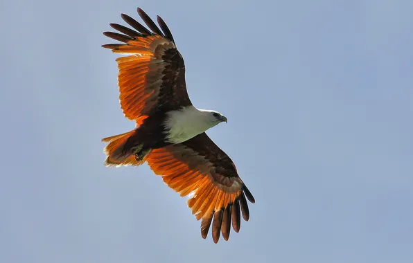 Animals, bird, cute