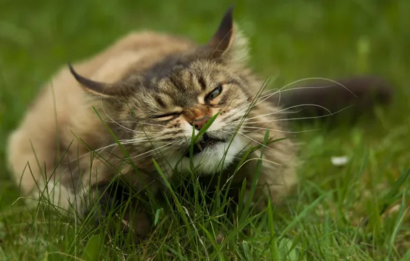 В траве, пушистая кошка, лежит на земле