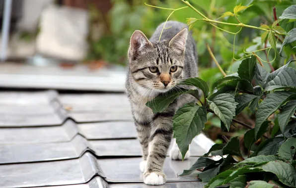 Картинка кошка, листья, фон