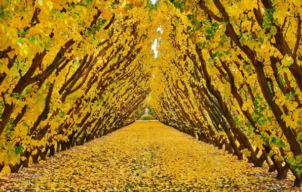 Картинка осень, деревья, листва, сад, Новая Зеландия, туннель, New Zealand, Cromwell