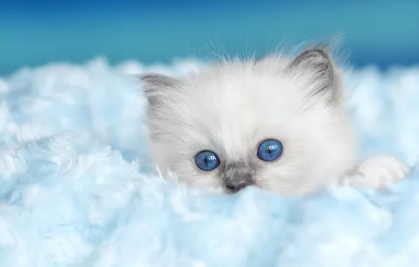 Кошка, котенок, фон, пушистый, мех, мордашка, голубоглазый, рэгдолл