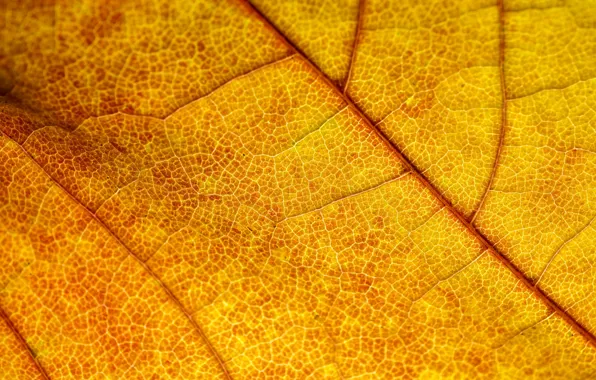 Golden, autumn, leaf