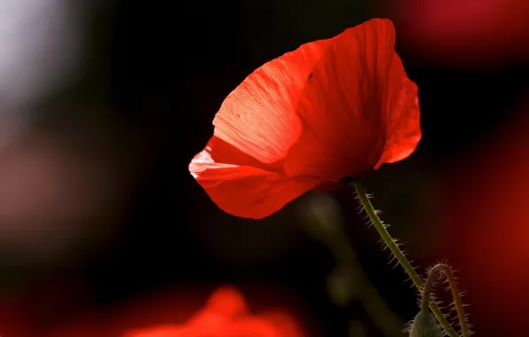 Картинка свет, цветы, темный фон, мак, маки, стебель, бутоны, боке