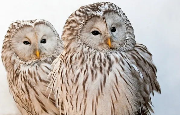 Animals, birds, animal themes, two white and brown owl figurines