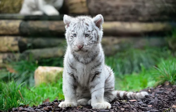 Картинка котенок, хищник, мордочка, белый тигр, детеныш, дикая кошка, тигренок