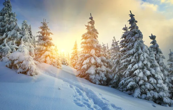 Холод, зима, лес, небо, солнце, облака, лучи, снег