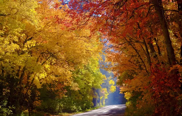 Дорога, осень, деревья, Юта