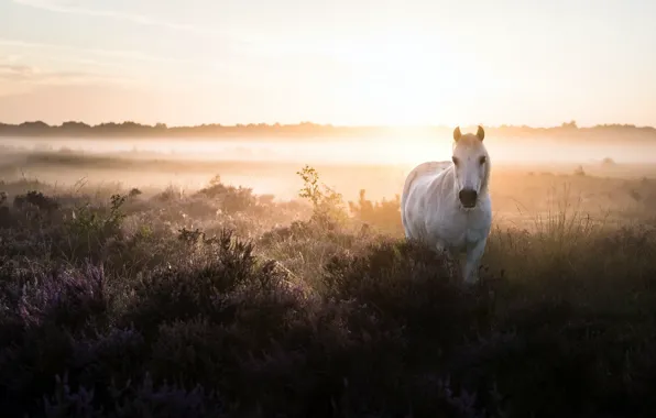 Картинка поле, туман, конь, утро