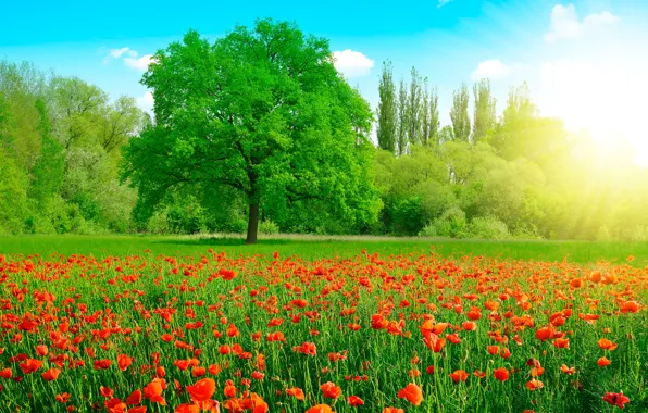 Картинка зелень, поле, лето, небо, трава, солнце, облака, деревья