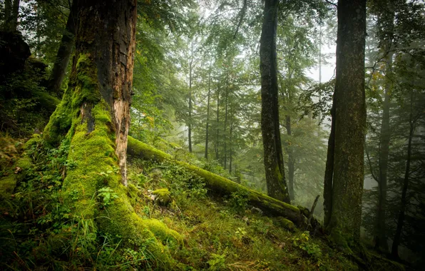 Лес, деревья, природа, мох