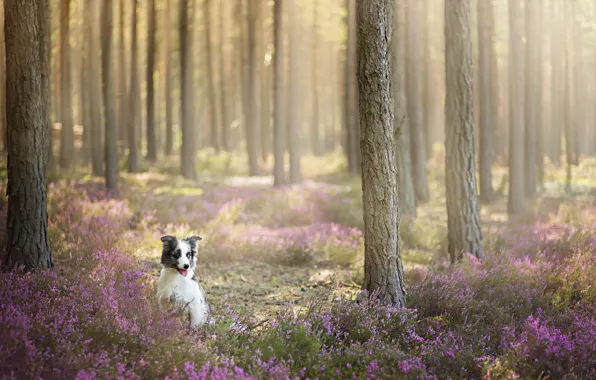 Картинка лес, взгляд, друг, собака