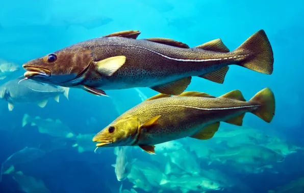 Fish, huge, Atlantic