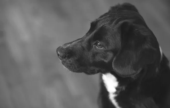 Картинка собака, шерсть, черно-белое