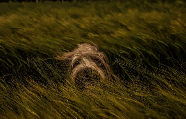 Картинка трава, взгляд, морда, ветер, собака