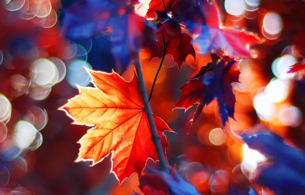 Beautiful, autumn, leaves, tree, branches, fall, foliage, maple