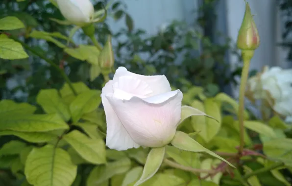 Роза, Бутоны, Rose, Белая роза, White rose